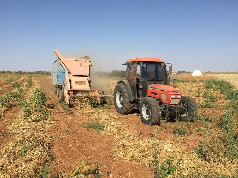 Konya Fasulyesinde 53 Bin Tonluk Rekolte Beklentisi
