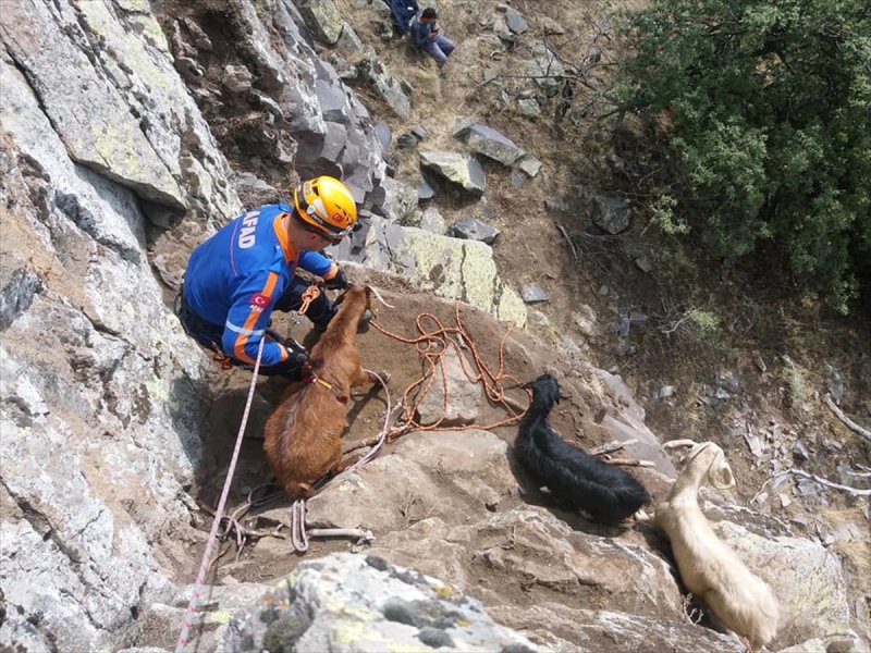 Kayalıklarda Mahsur Kalan 4 Keçi Kurtarıldı