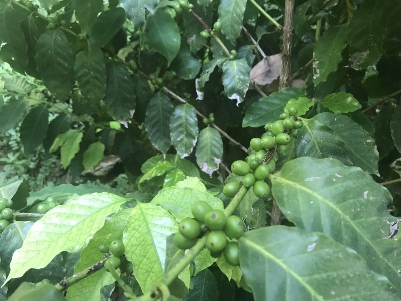 Türk Kahvesini Türkiye'de Üretmek İçin Gelecek Yıl 5 Dönümlük Bir Bahçe Kurmaya Hazırlanıyor