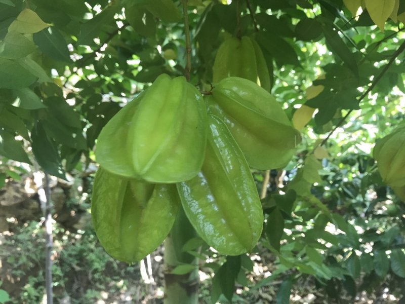 Türk Kahvesini Türkiye'de Üretmek İçin Gelecek Yıl 5 Dönümlük Bir Bahçe Kurmaya Hazırlanıyor
