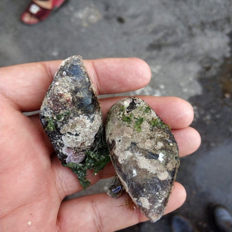 Jandarma Ekipleri, 8 Ton Çuvallanmış Midye İle Karşılaştı