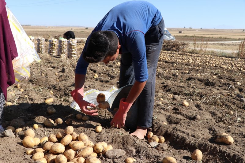Niğde'de Patates Rekoltesinin 900 Bin Ton Olması Bekleniyor
