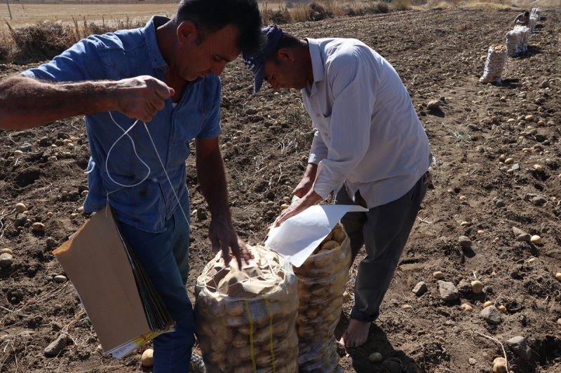 Niğde'de Patates Rekoltesinin 900 Bin Ton Olması Bekleniyor