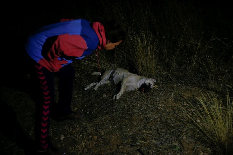 Ankara'da Sokak Köpeklerinin Zehirlendiği İddiası