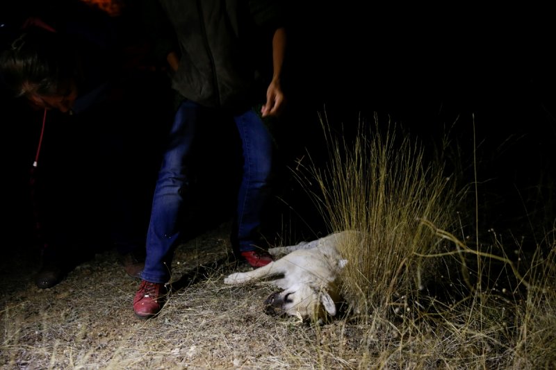 Ankara'da Sokak Köpeklerinin Zehirlendiği İddiası