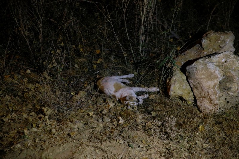 Ankara'da Sokak Köpeklerinin Zehirlendiği İddiası