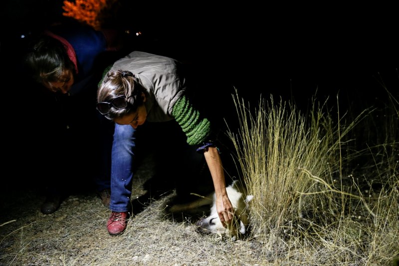 Ankara'da Sokak Köpeklerinin Zehirlendiği İddiası