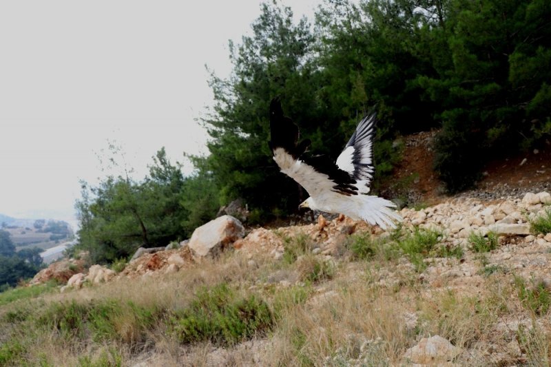 4 Ekim Dünya Hayvanları Koruma Günü
