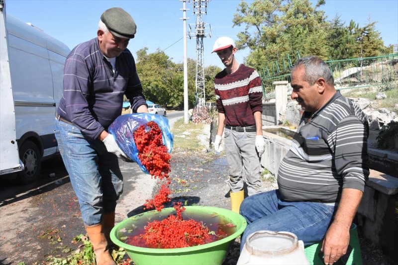 Tescilli "Bünyan Gilaburusu"nda Verim De Talep De Arttı