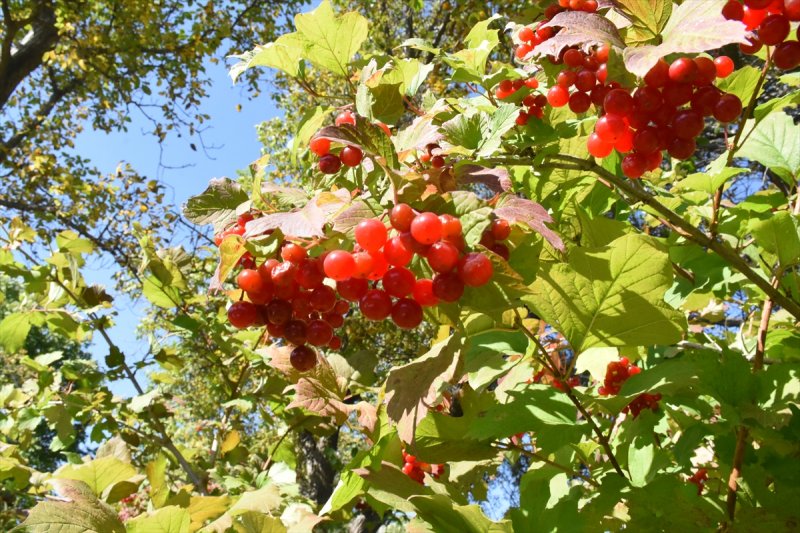 Tescilli "Bünyan Gilaburusu"nda Verim De Talep De Arttı