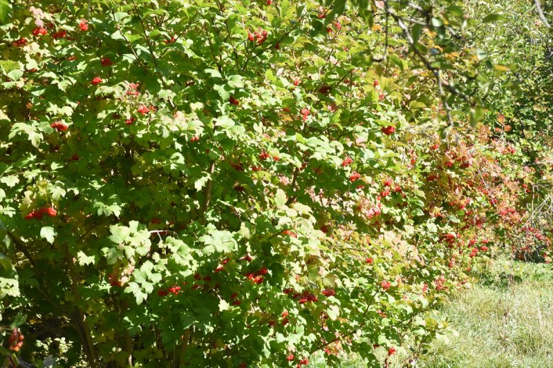 Tescilli "Bünyan Gilaburusu"nda Verim De Talep De Arttı