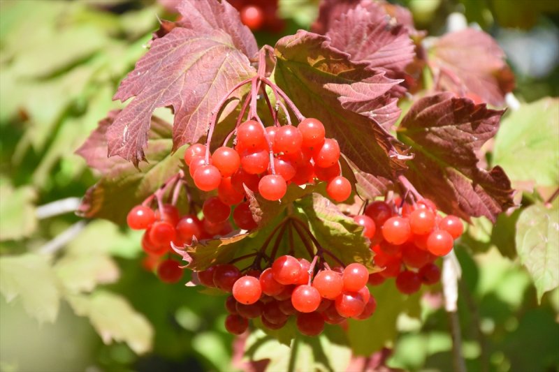 Tescilli "Bünyan Gilaburusu"nda Verim De Talep De Arttı
