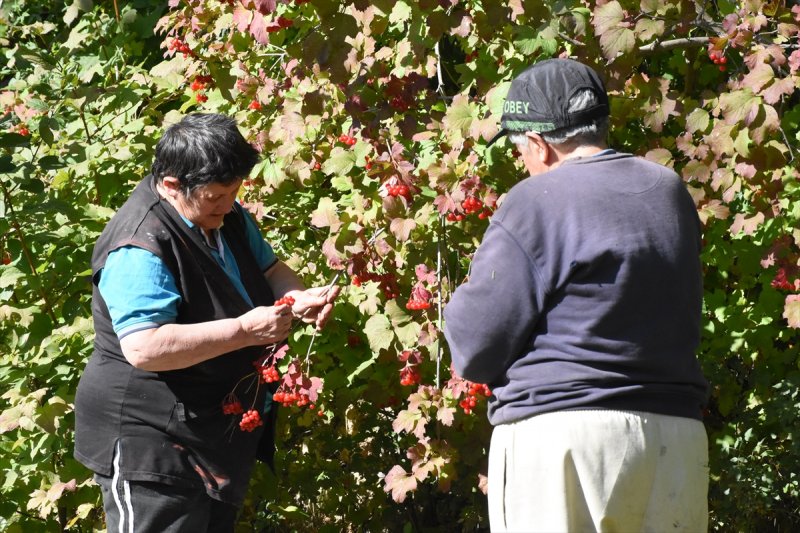 Tescilli "Bünyan Gilaburusu"nda Verim De Talep De Arttı