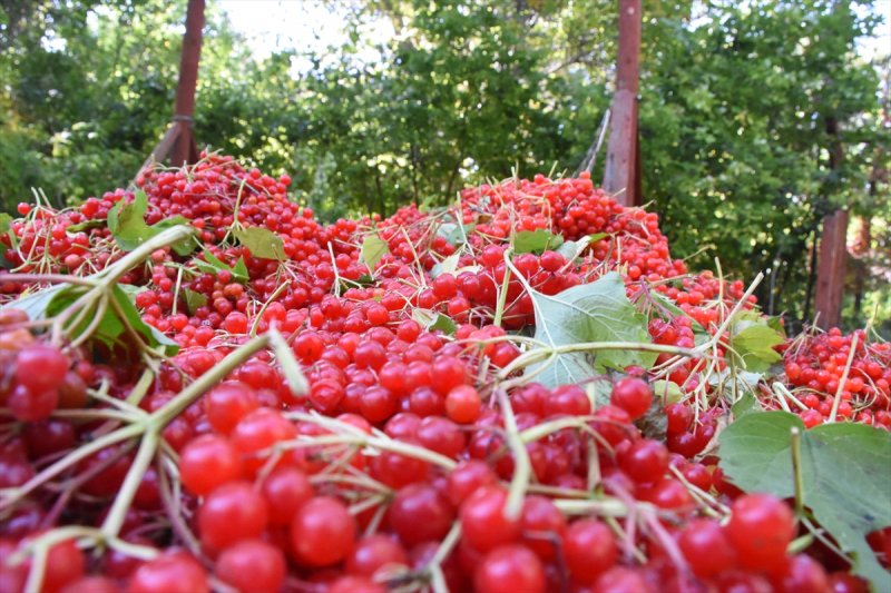 Tescilli "Bünyan Gilaburusu"nda Verim De Talep De Arttı