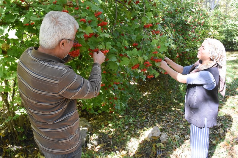Tescilli "Bünyan Gilaburusu"nda Verim De Talep De Arttı