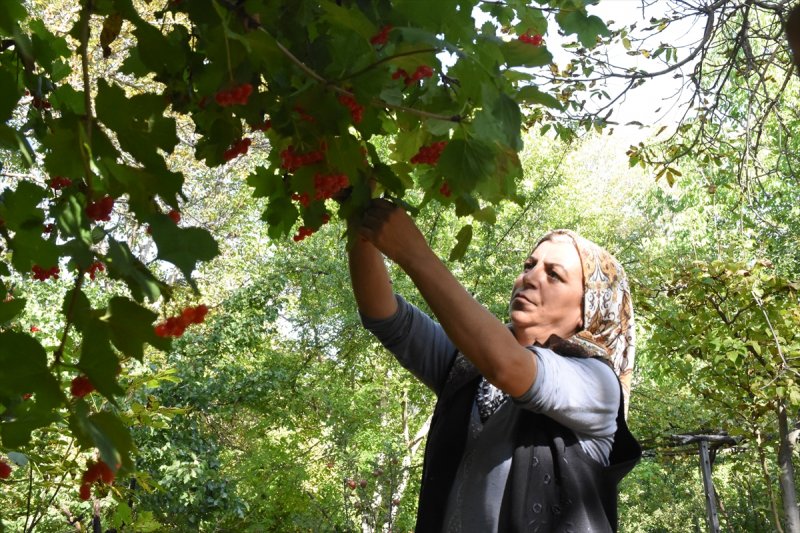 Tescilli "Bünyan Gilaburusu"nda Verim De Talep De Arttı