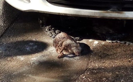 Otomobilin Motoruna Giren 3 Kirpi Telef Oldu