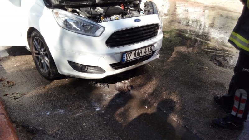 Otomobilin Motoruna Giren 3 Kirpi Telef Oldu