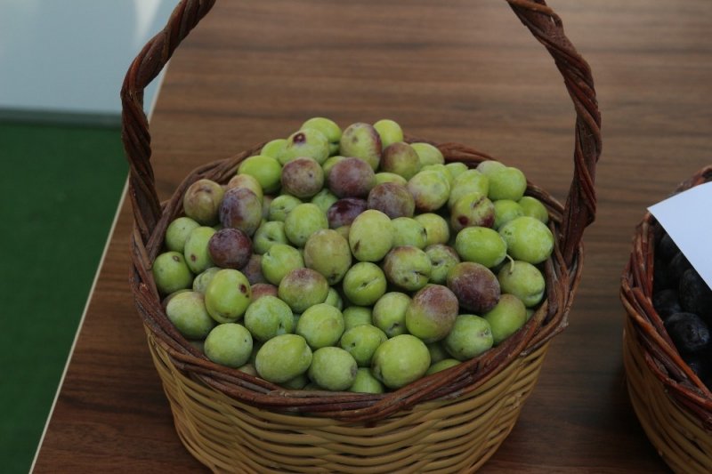 Zeytin ve Zeytinyağı Şenliği 11 Ekim Cuma Günü Yapılacak