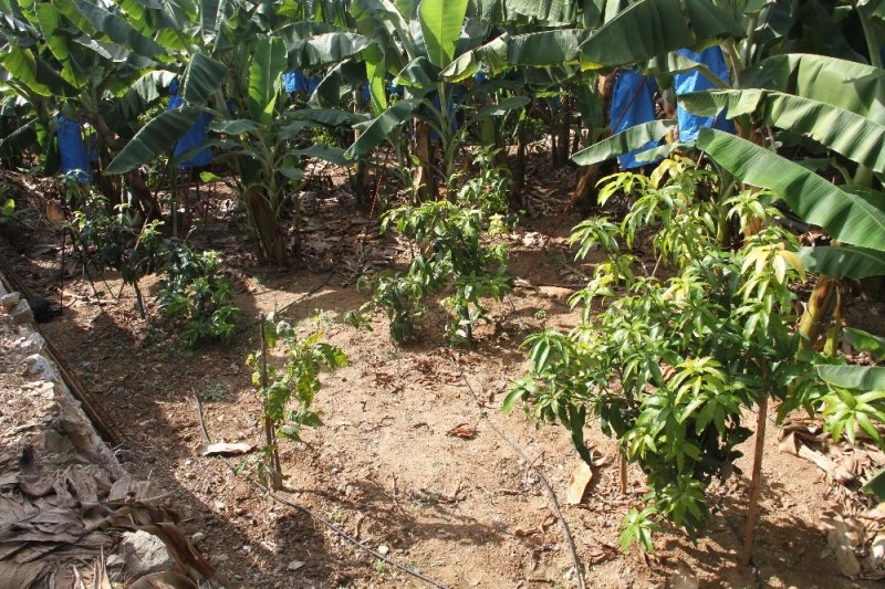 Tropikal Meyve Ağaçları Adeta Kazanç Kapısına Dönüştü