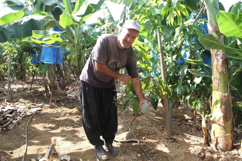 Tropikal Meyve Ağaçları Adeta Kazanç Kapısına Dönüştü