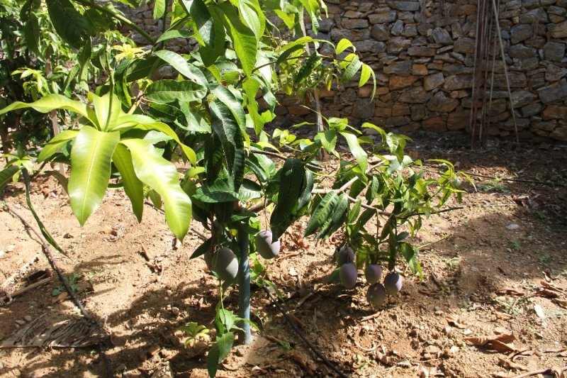 Tropikal Meyve Ağaçları Adeta Kazanç Kapısına Dönüştü