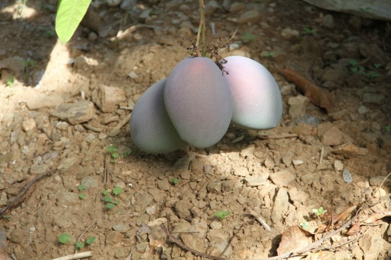 Tropikal Meyve Ağaçları Adeta Kazanç Kapısına Dönüştü