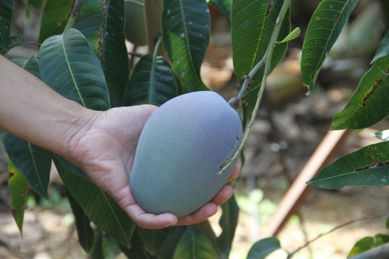 Tropikal Meyve Ağaçları Adeta Kazanç Kapısına Dönüştü