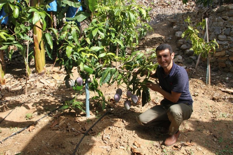 Tropikal Meyve Ağaçları Adeta Kazanç Kapısına Dönüştü