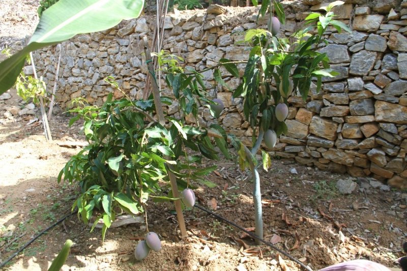 Tropikal Meyve Ağaçları Adeta Kazanç Kapısına Dönüştü