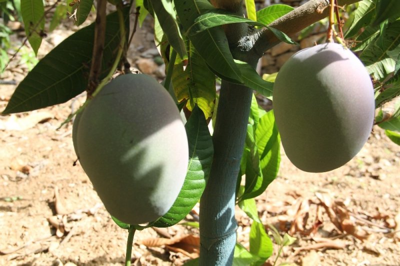 Tropikal Meyve Ağaçları Adeta Kazanç Kapısına Dönüştü
