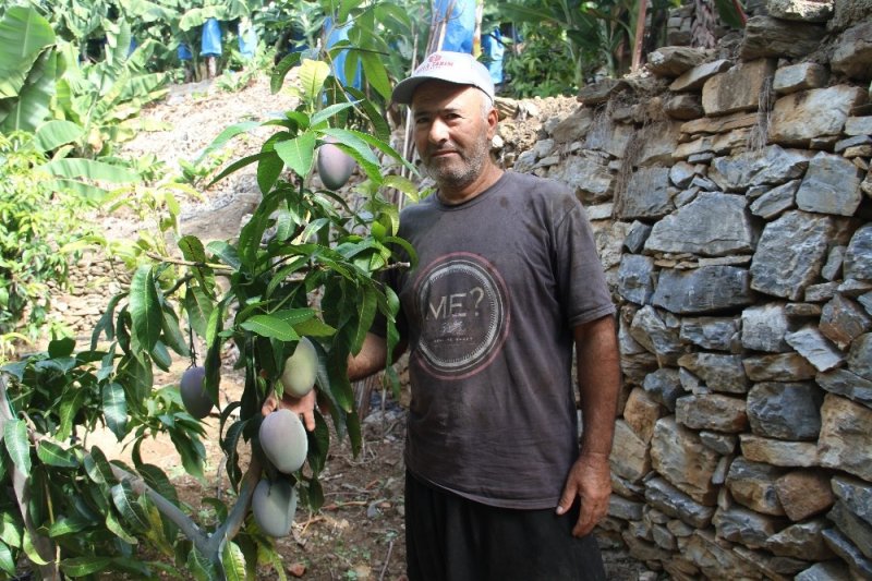 Tropikal Meyve Ağaçları Adeta Kazanç Kapısına Dönüştü
