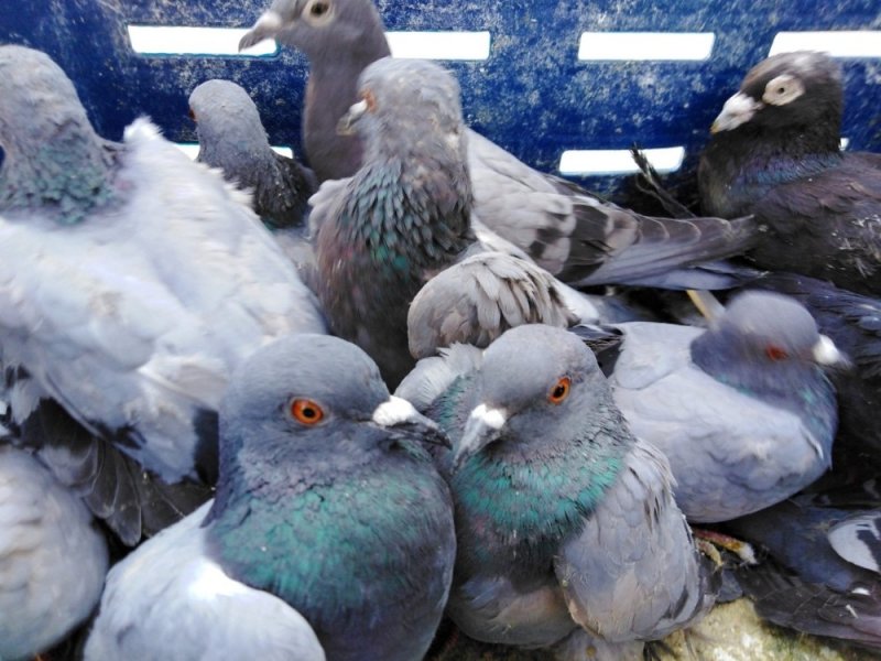 Tuzak Kurarak Şahin Avı Yapan Avcılar Yakalandı