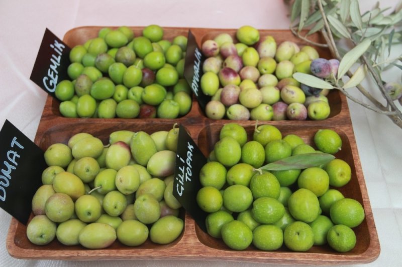 Zeytinyağı Kullanımı Artarsa Hiçbir Hastalık Kalmaz