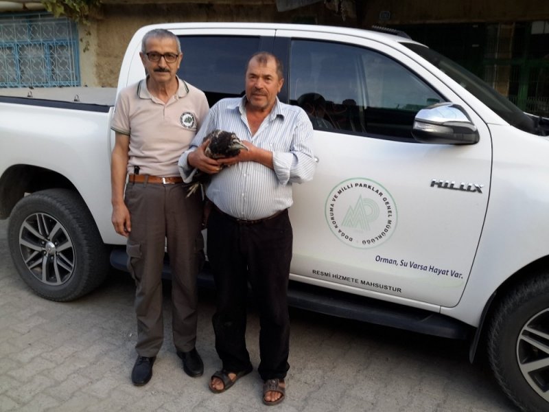 Yaralı Akbaba Koruma Altına Alındı