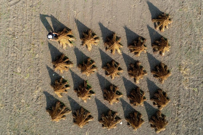 Antalya Manavgat ilçesinde hasadına başlanan susamdaki verim artışı çiftçileri sevindirdi