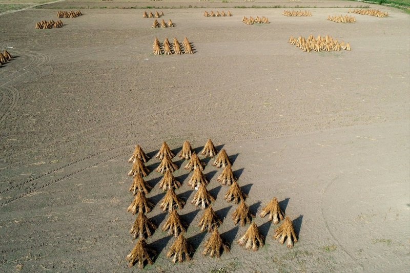 Antalya Manavgat ilçesinde hasadına başlanan susamdaki verim artışı çiftçileri sevindirdi