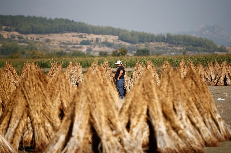 Antalya Manavgat ilçesinde hasadına başlanan susamdaki verim artışı çiftçileri sevindirdi