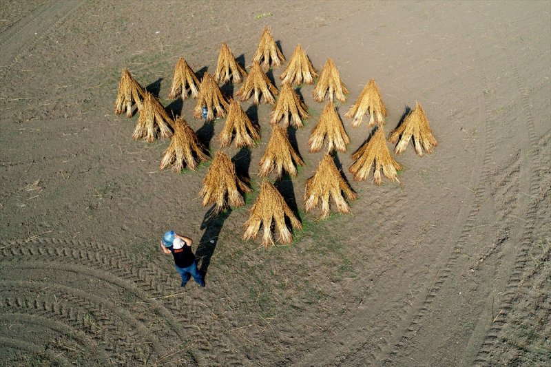 Antalya Manavgat ilçesinde hasadına başlanan susamdaki verim artışı çiftçileri sevindirdi