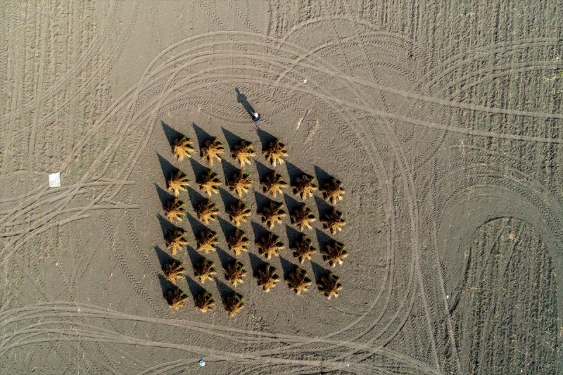 Antalya Manavgat ilçesinde hasadına başlanan susamdaki verim artışı çiftçileri sevindirdi