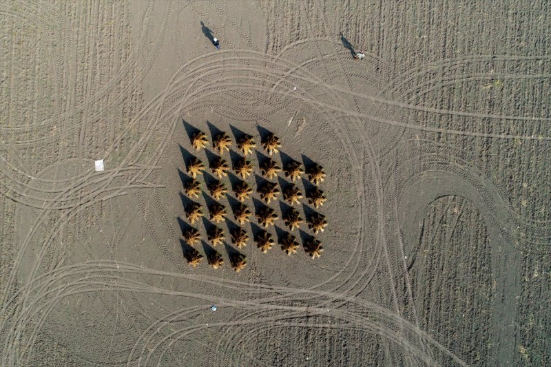 Antalya Manavgat ilçesinde hasadına başlanan susamdaki verim artışı çiftçileri sevindirdi