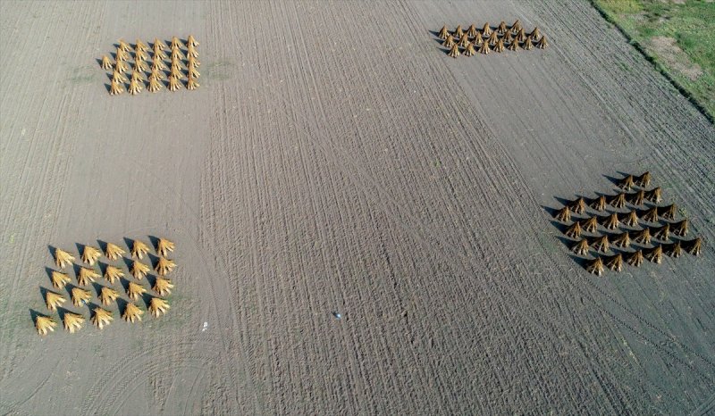 Antalya Manavgat ilçesinde hasadına başlanan susamdaki verim artışı çiftçileri sevindirdi