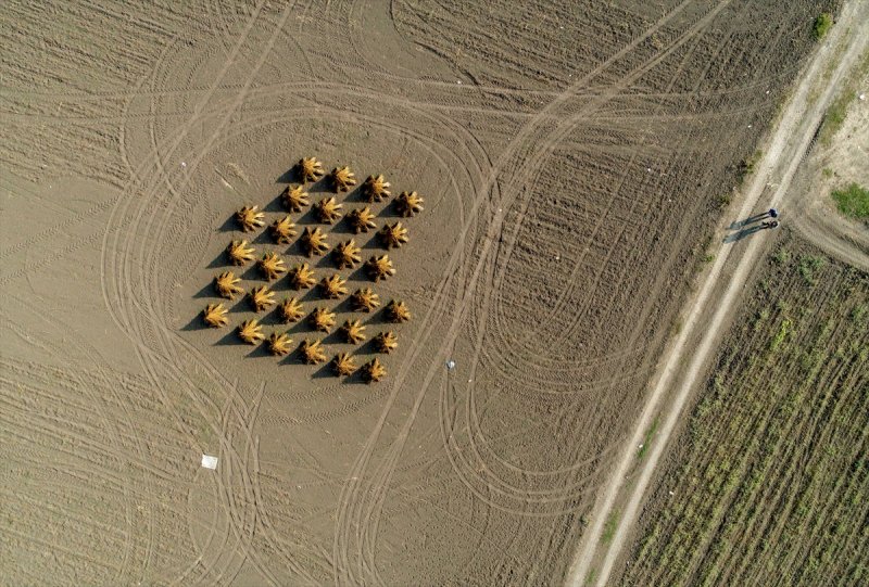 Antalya Manavgat ilçesinde hasadına başlanan susamdaki verim artışı çiftçileri sevindirdi