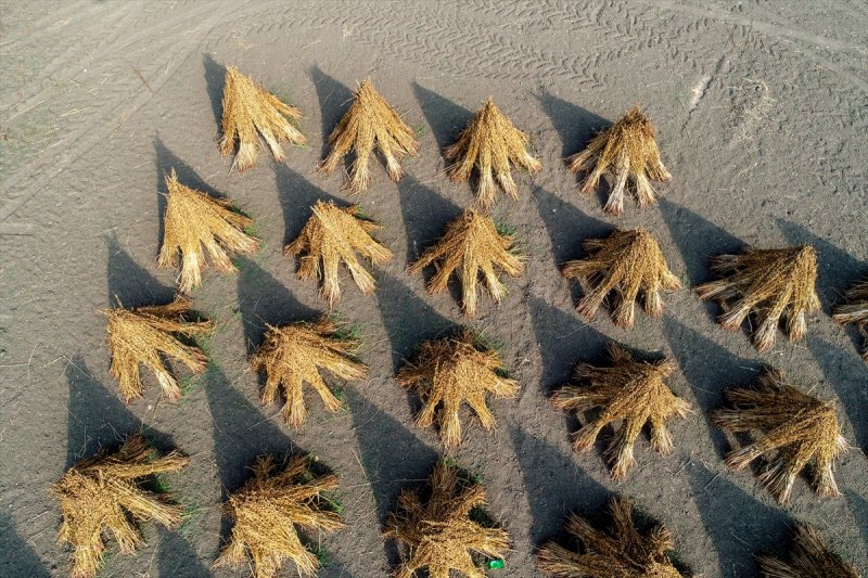 Antalya Manavgat ilçesinde hasadına başlanan susamdaki verim artışı çiftçileri sevindirdi