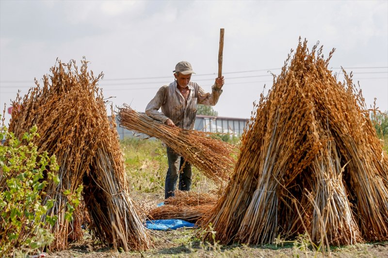Antalya Manavgat ilçesinde hasadına başlanan susamdaki verim artışı çiftçileri sevindirdi