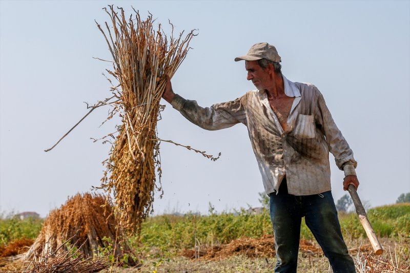 Antalya Manavgat ilçesinde hasadına başlanan susamdaki verim artışı çiftçileri sevindirdi