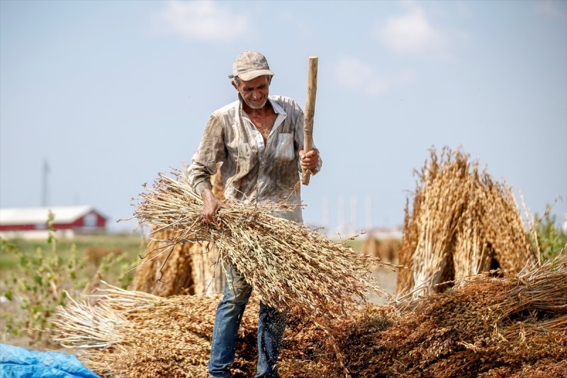 Antalya Manavgat ilçesinde hasadına başlanan susamdaki verim artışı çiftçileri sevindirdi