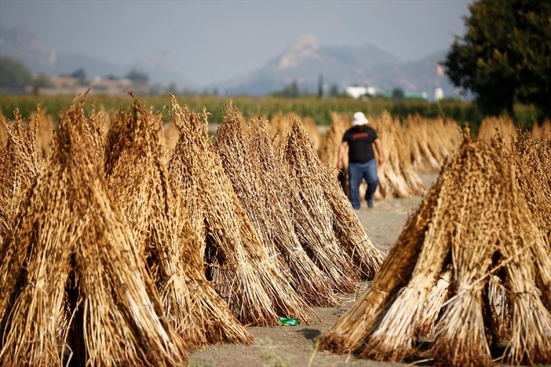 Antalya Manavgat ilçesinde hasadına başlanan susamdaki verim artışı çiftçileri sevindirdi
