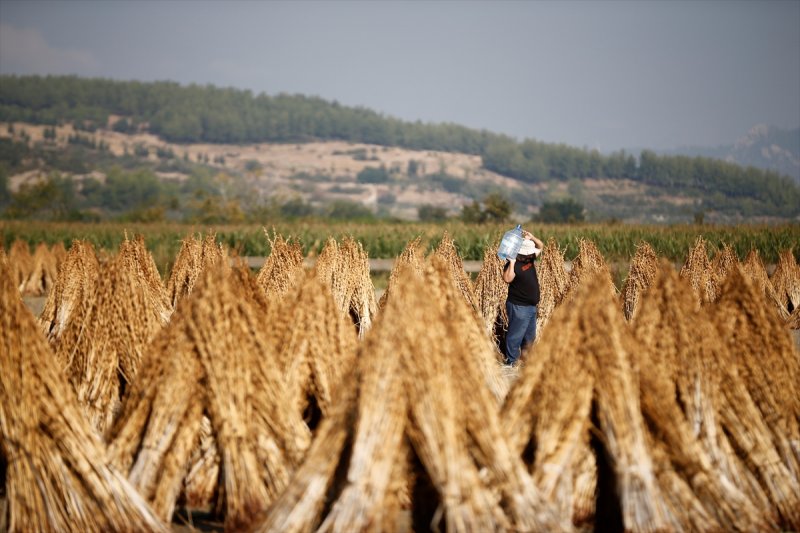 Antalya Manavgat ilçesinde hasadına başlanan susamdaki verim artışı çiftçileri sevindirdi
