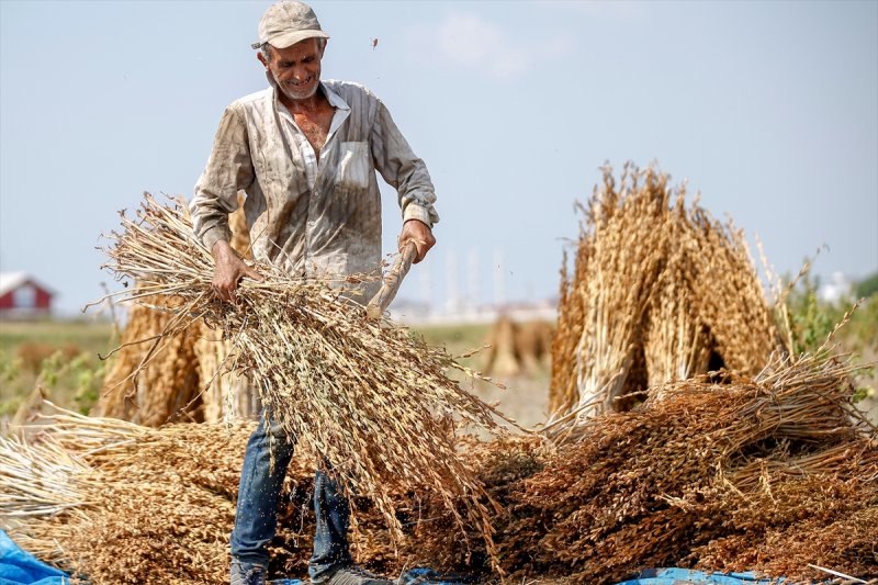 Antalya Manavgat ilçesinde hasadına başlanan susamdaki verim artışı çiftçileri sevindirdi
